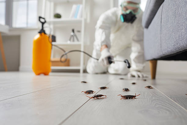Commercial Kitchen Cockroach Control in West Branch